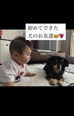 赤ちゃんとワンちゃんの初対面9