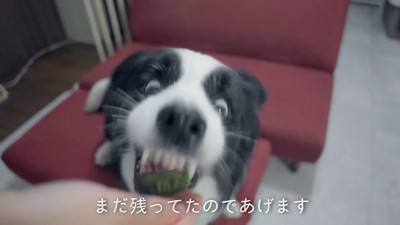 手とすごい形相の犬