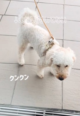 散歩中の犬