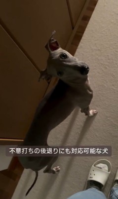 飼い主さんについて歩くプットくん⑩