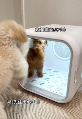 立つ犬