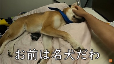 お父さんの看病をするワンジローくん8