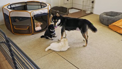 親犬と子犬2匹