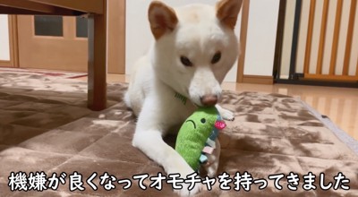 おもちゃで遊び始めた