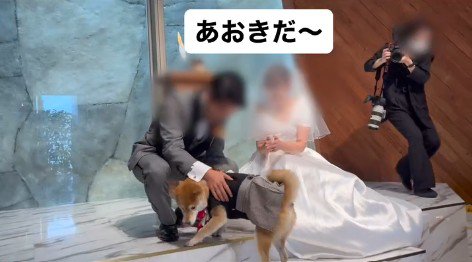 リングドッグに挑戦する大吉くん4