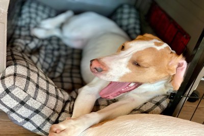 クレートの中であくびをする犬