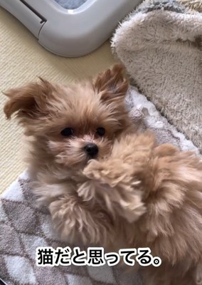 ヘソ天するのえるちゃん