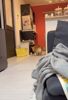 ボールの後をダッシュ