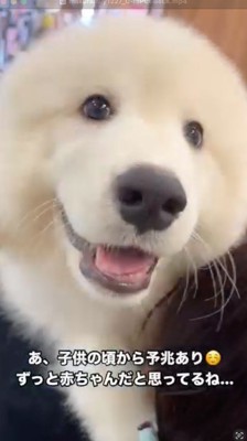 笑顔でカメラを見つめる犬