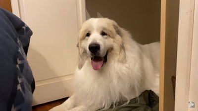 かわいいアランくん