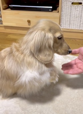 おてをしようとする犬