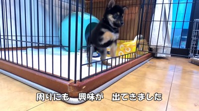 ケージの外に出ようと奮闘中