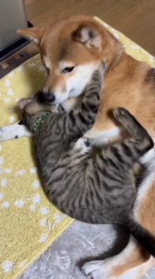 猫に前足を噛まれて顔を上げる犬