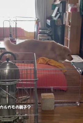 ゴールデンレトリバーのマチルダちゃん