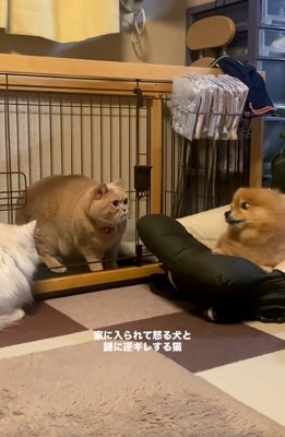 もう一度見るわんこ