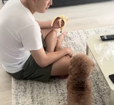 元の姿勢に戻る犬