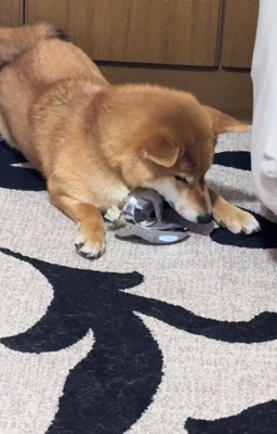 角度調整するマロンくん