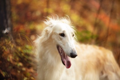 ボルゾイ