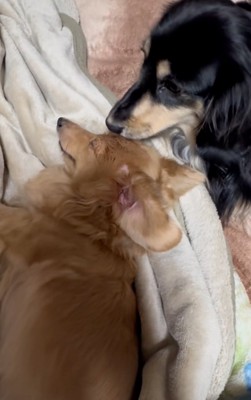 真剣なお殿くん