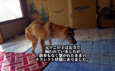 ネグレクトだったクッキーちゃん