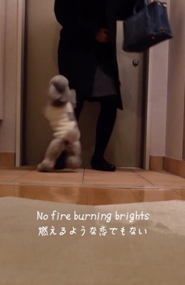 ジャンプする犬2