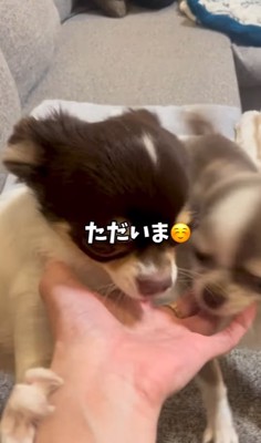 飼い主さんの手に集まる2匹の小型犬