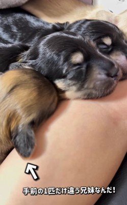 1匹だけ親が違う子犬さん