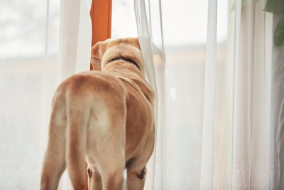 窓の外を見つめる犬の後ろ姿