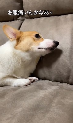 元気がないコーギー