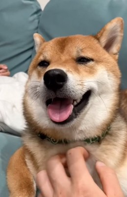撫でられて気持ちよさそうな柴犬