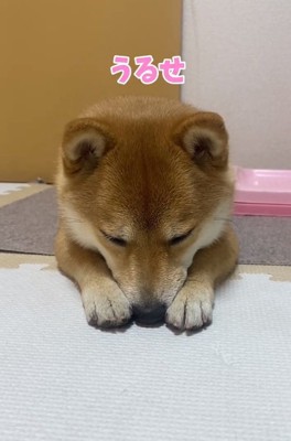 反抗的なはなちゃん