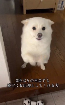 歓迎するべらちゃん
