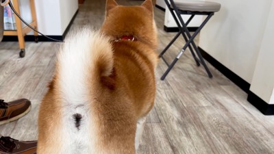 愛犬をペットホテルへ…