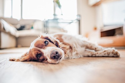 床に寝転んでいる犬