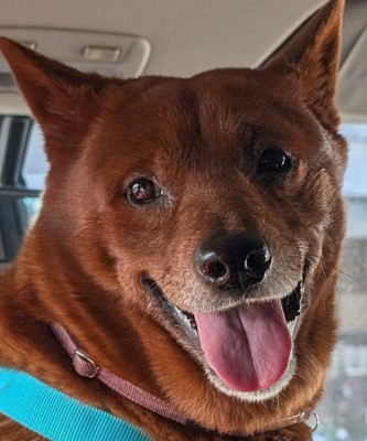 舌を出して微笑む犬