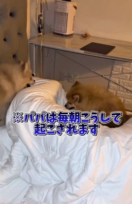 わんこたちのモーニングルーティン