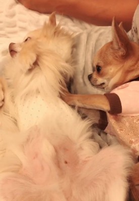 おまめくんを拒否するよもぎ子ちゃん1