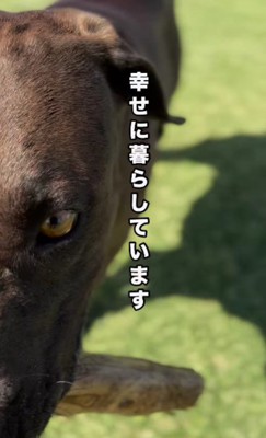 ぼくは今、幸せです