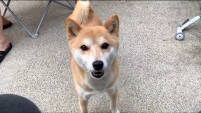 飼い主を見上げる犬