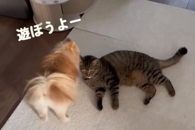 猫を遊びに誘う犬
