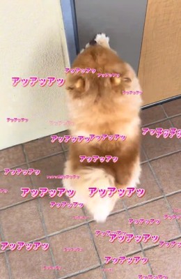 甘えた声を出すちょっちゃん