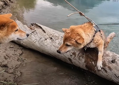 流木に這い上る犬を見る犬