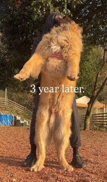 中身はまだまだ子犬さん♡