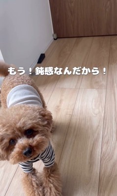 お留守番はイヤなポン太くん5