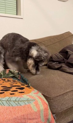 ぺぺ君が注意された時の反応