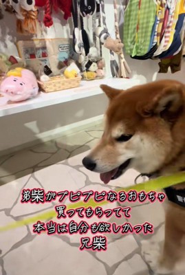 おもちゃを買ってほしいどんちゃん