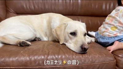 ソファの上で伏せをする白い犬