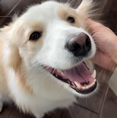 撫でられる犬