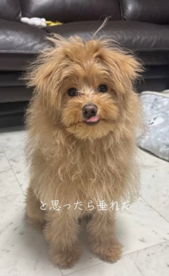 ポコくんの耳の変化6