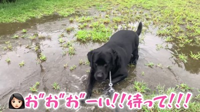 ムニくんのお散歩拒否6